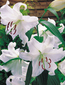 Lilium-Hybriden